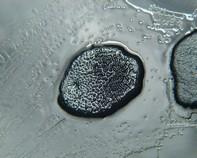 soil bacteria soil bacteria